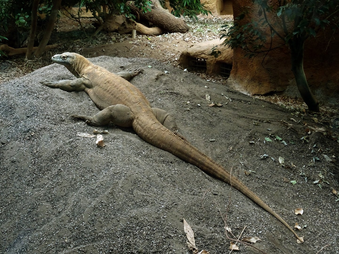 Komodo dragon