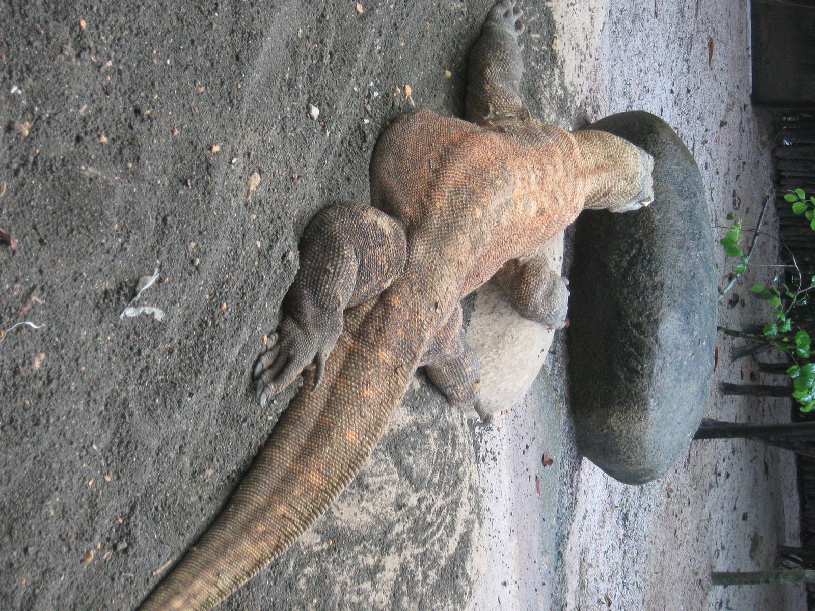 Komodo dragon