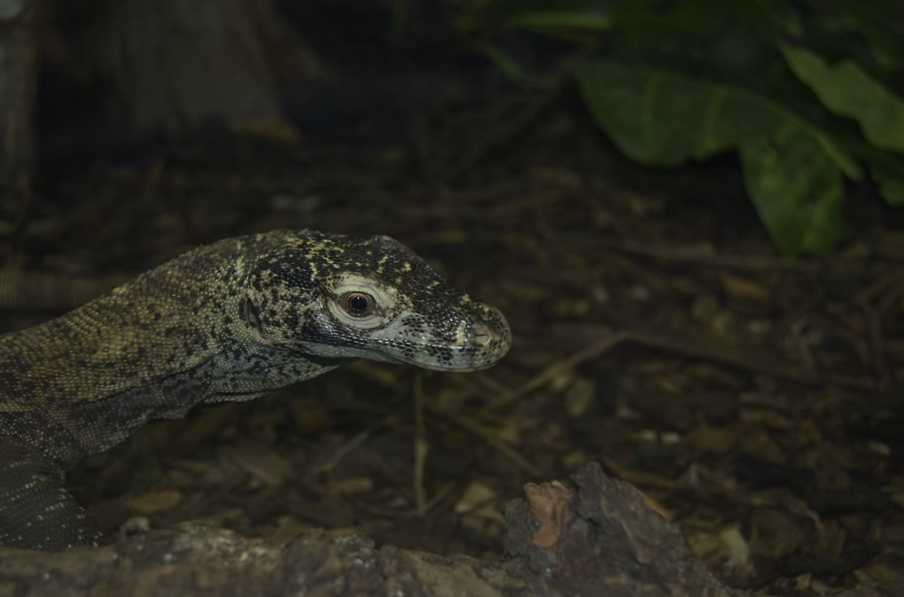 Komodo dragon