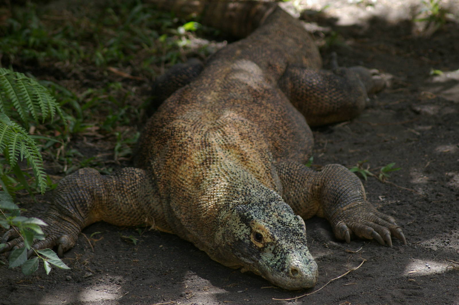Komodo dragon