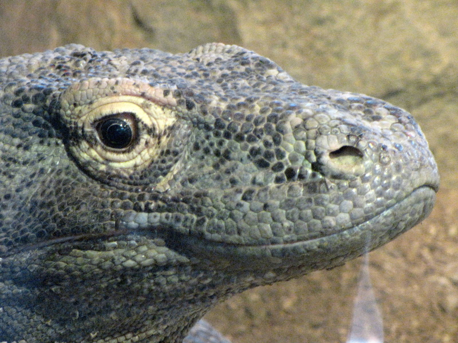 Komodo Dragon