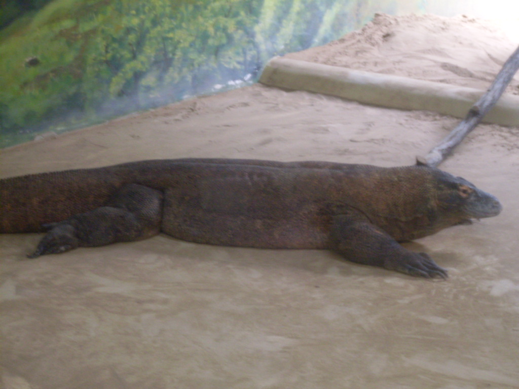Komodo dragon