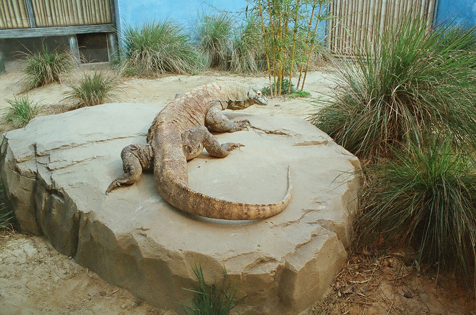 Komodo Dragon