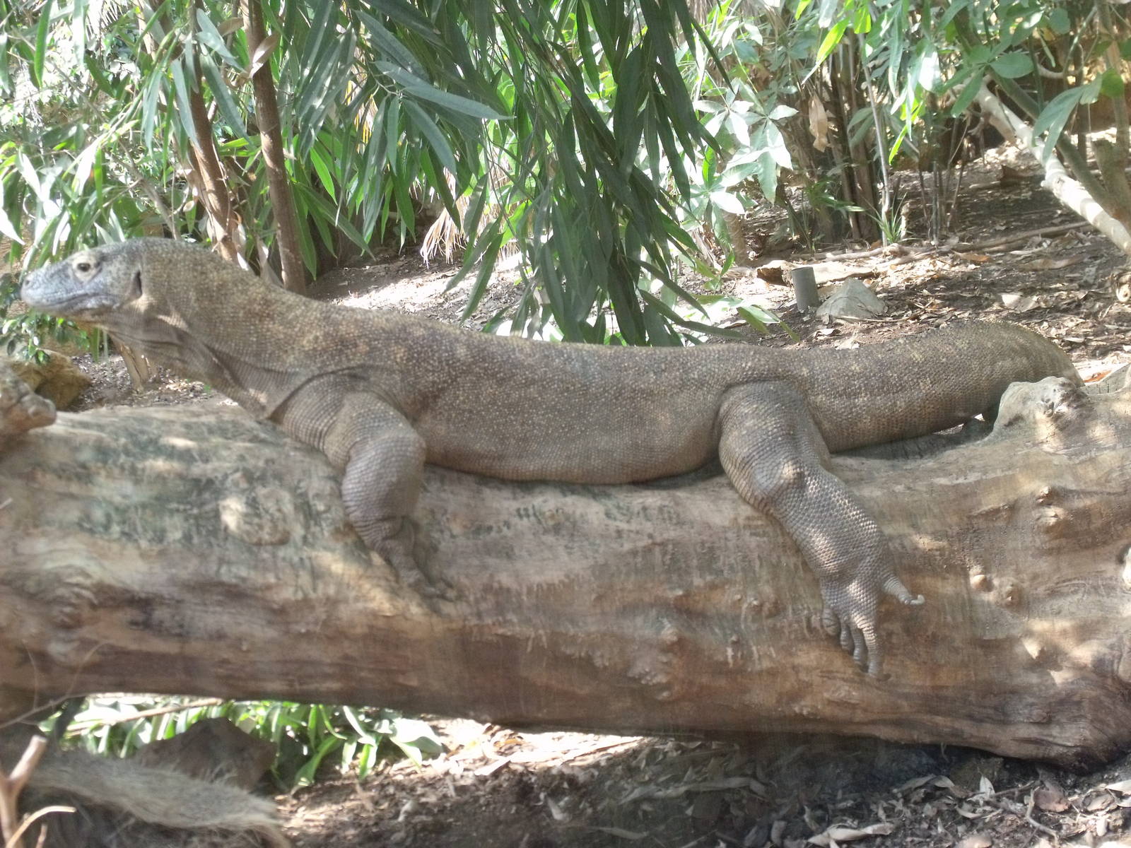 Komodo Dragon