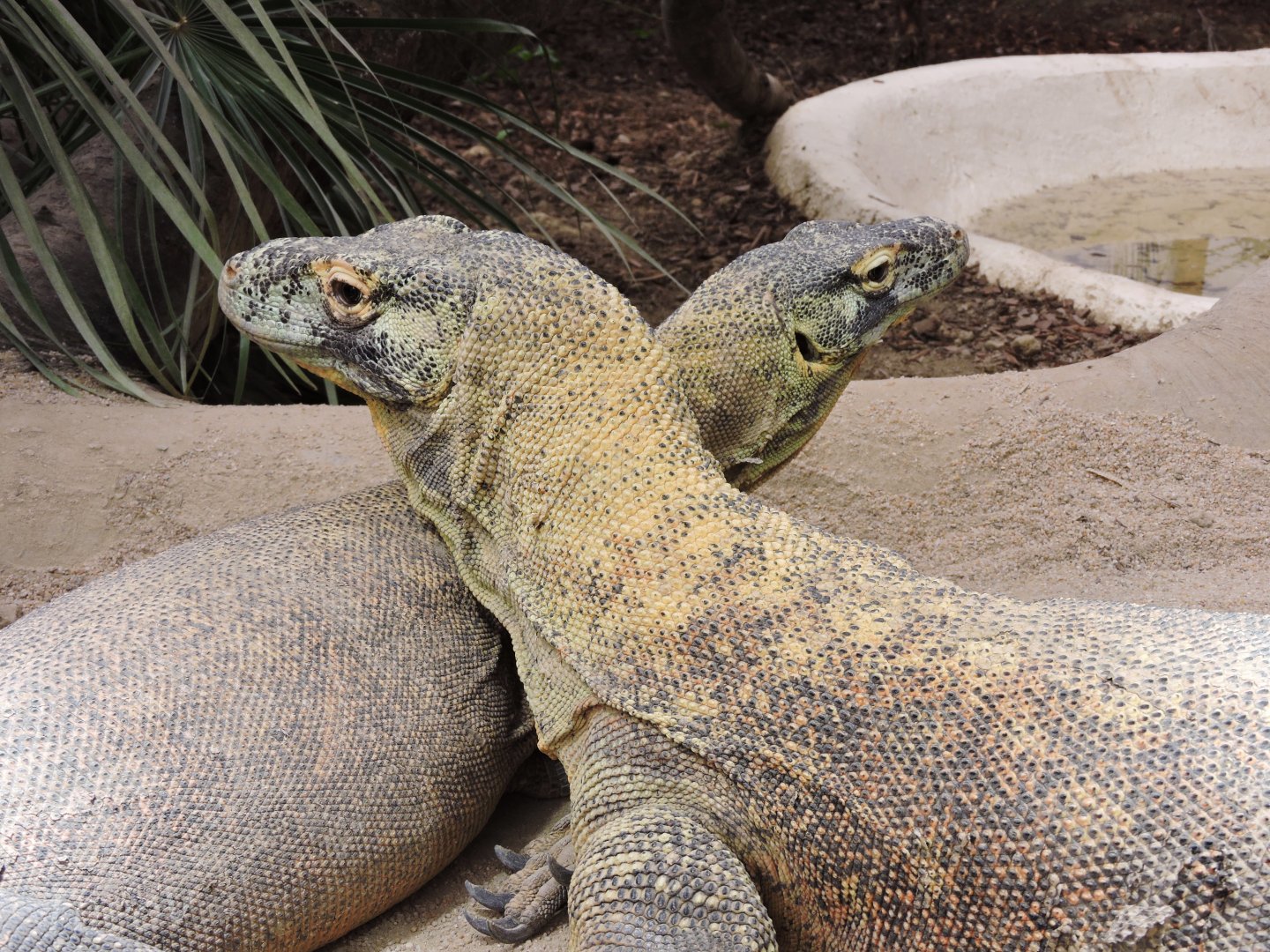 Komodo dragons [2015]