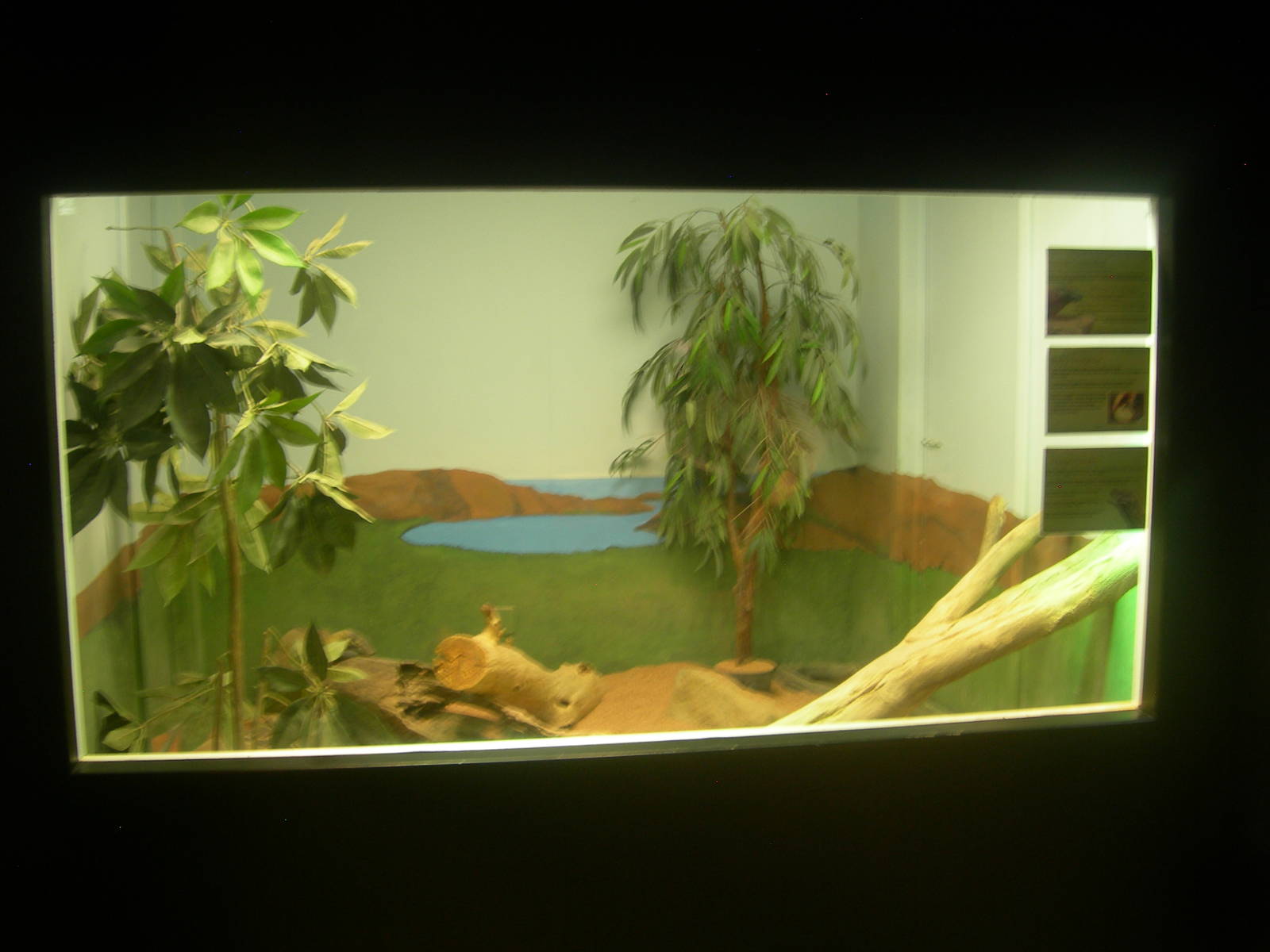 Komodo Dragons Babies exhibit 1year old born at LA zoo.