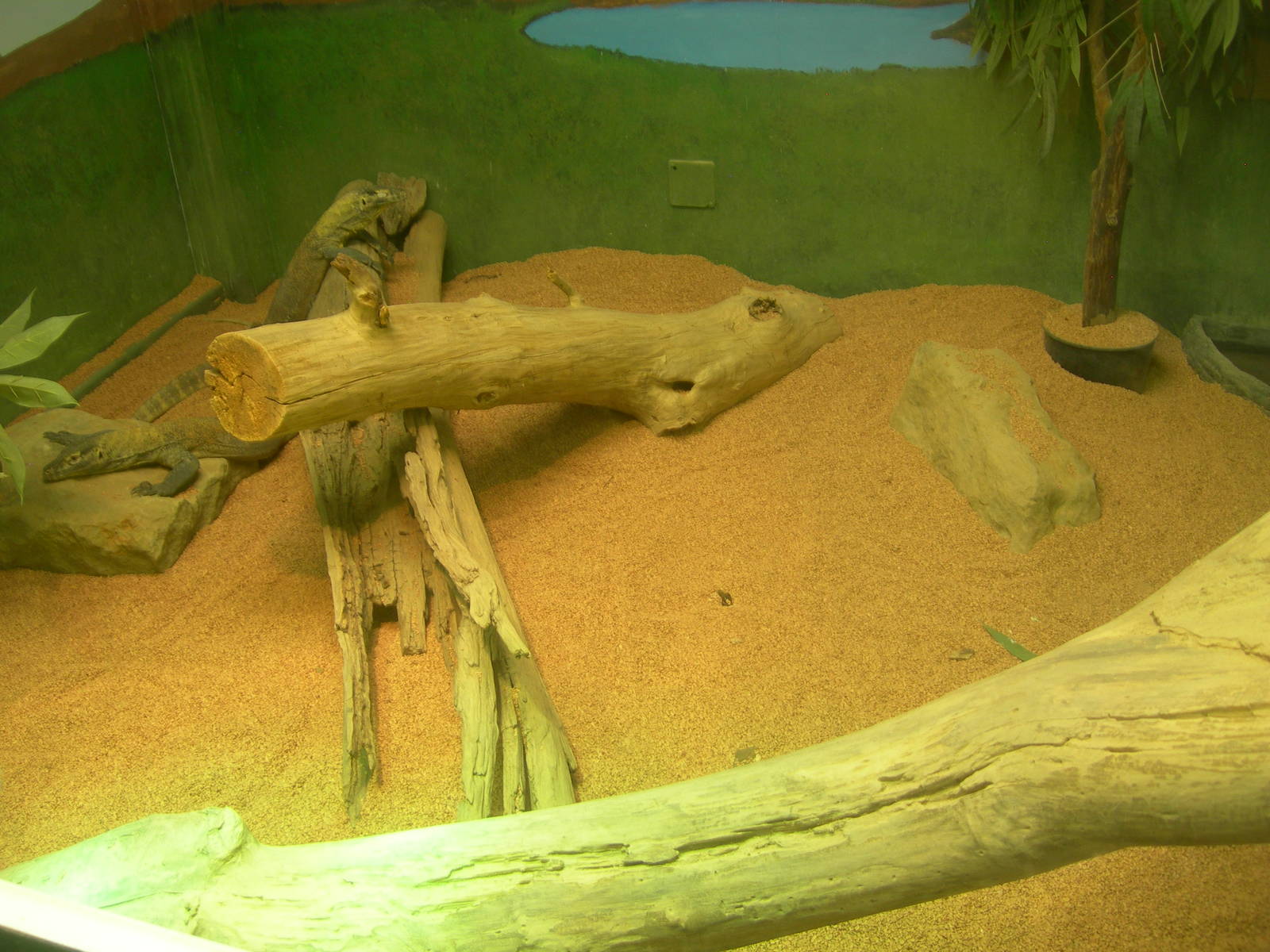 Komodo Dragons Babies exhibit 1year old born at LA zoo.