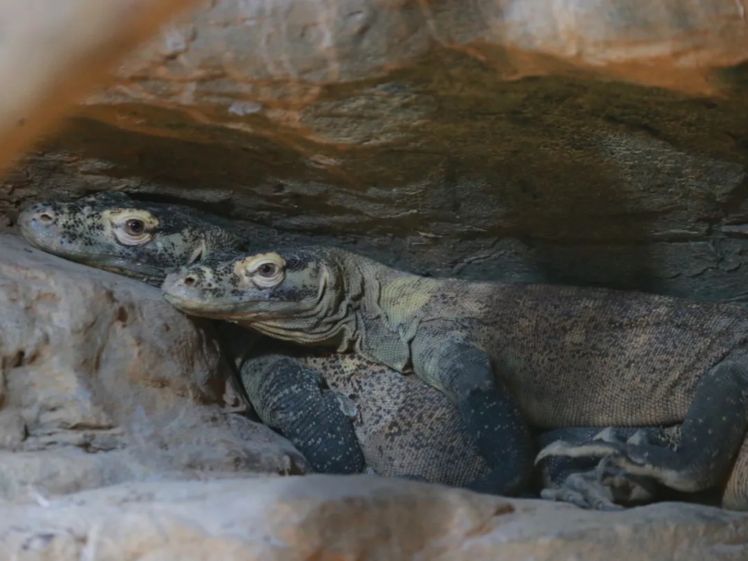 Komodo Dragons In Shanghai Zoo