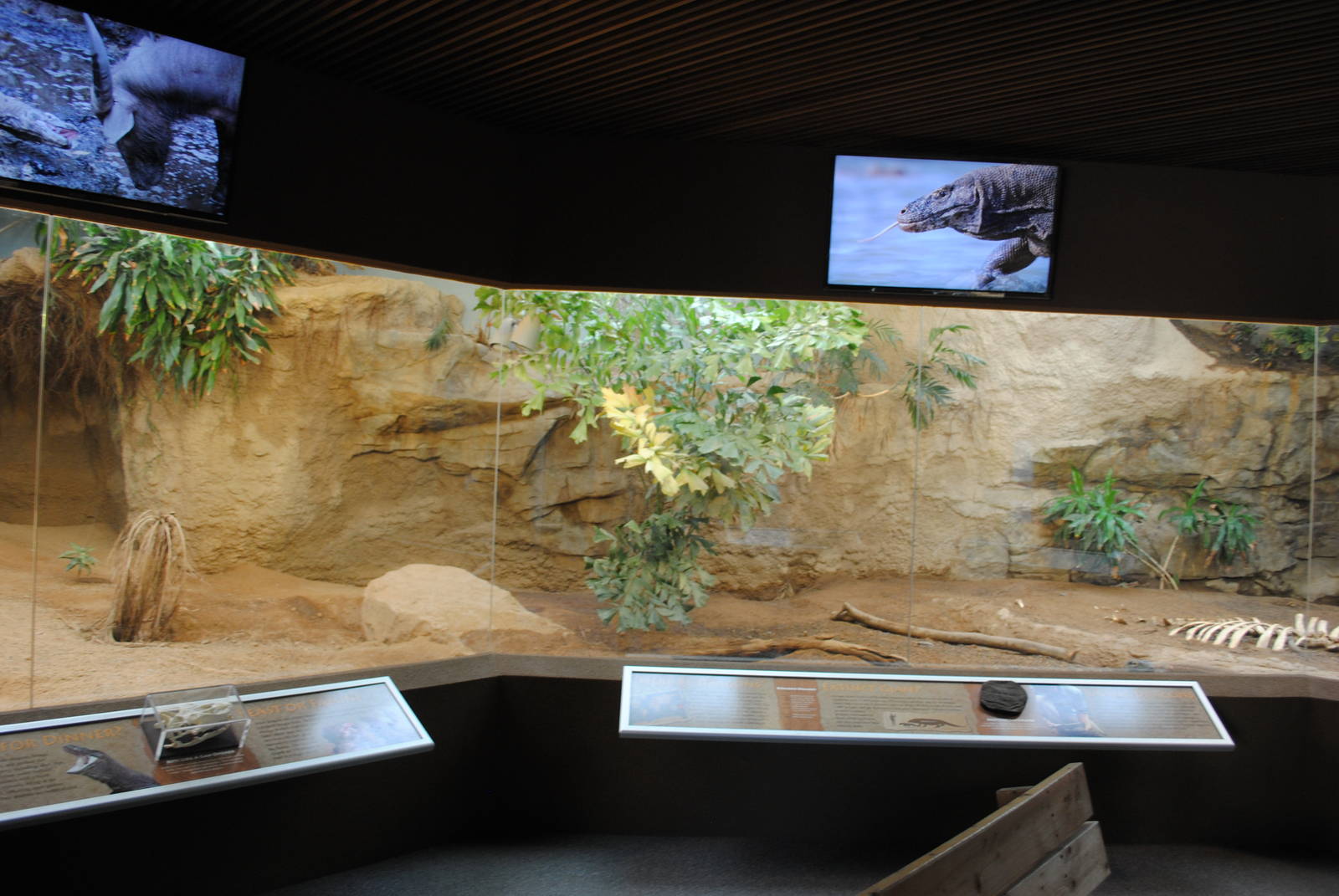 Komodo Dragons Indoor Exhibit (Island Giants)