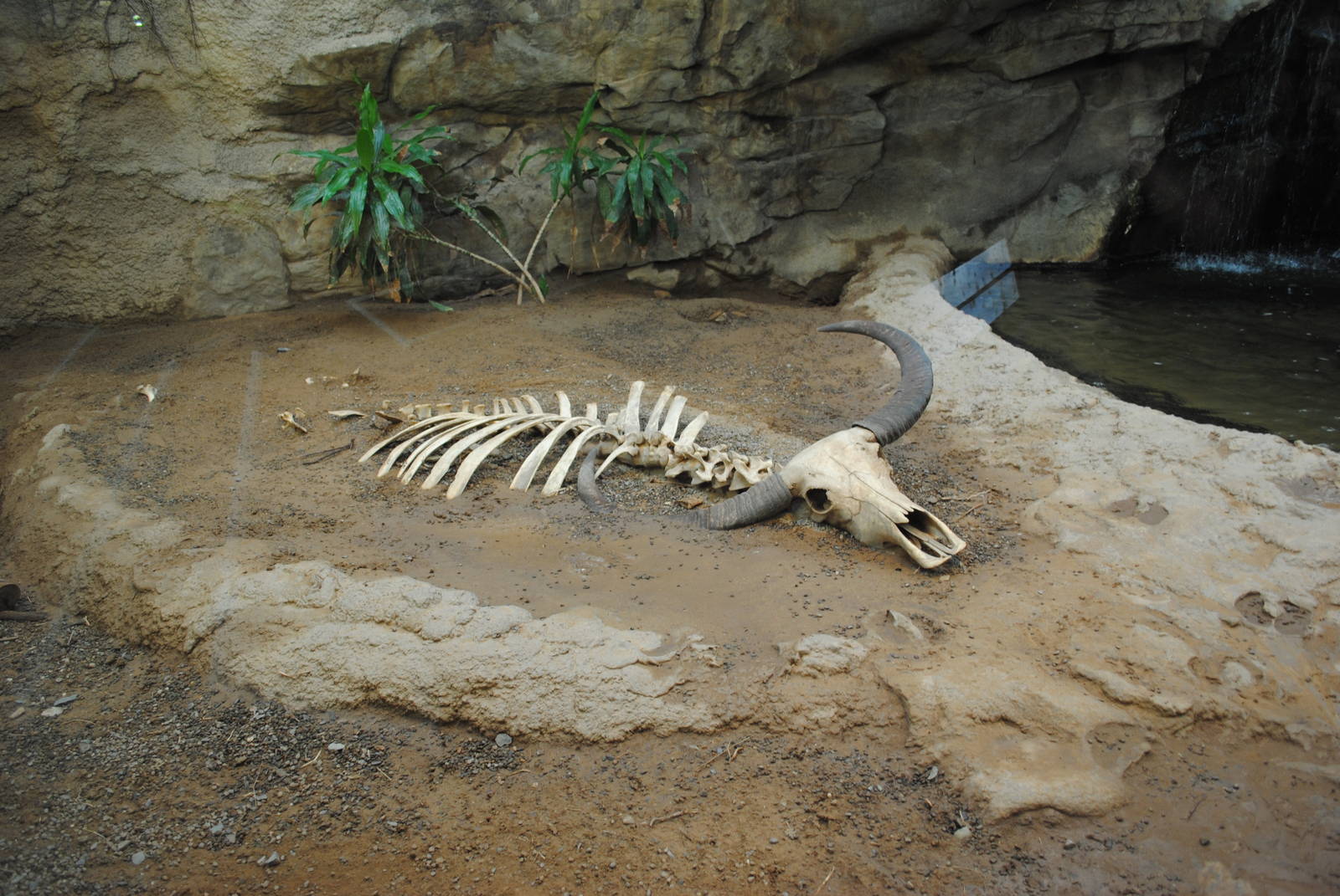 Komodo Dragons Indoor Exhibit (Island Giants)