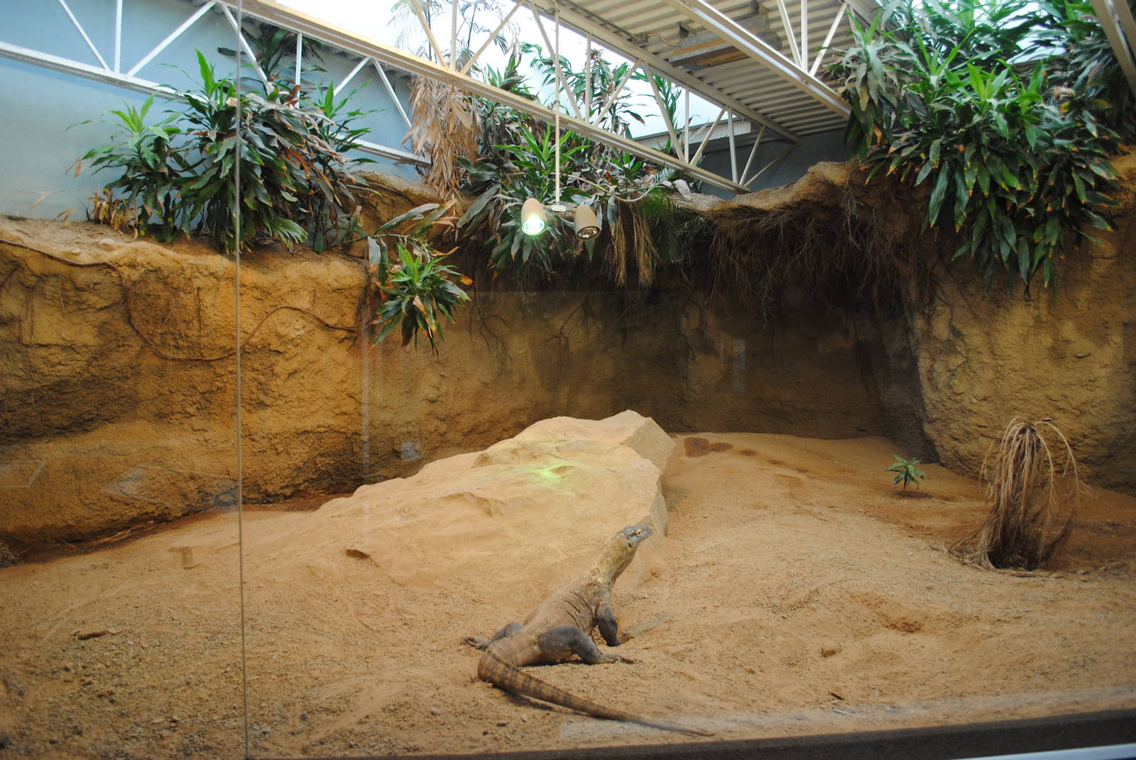 Komodo Dragons Indoor Exhibit (Island Giants)