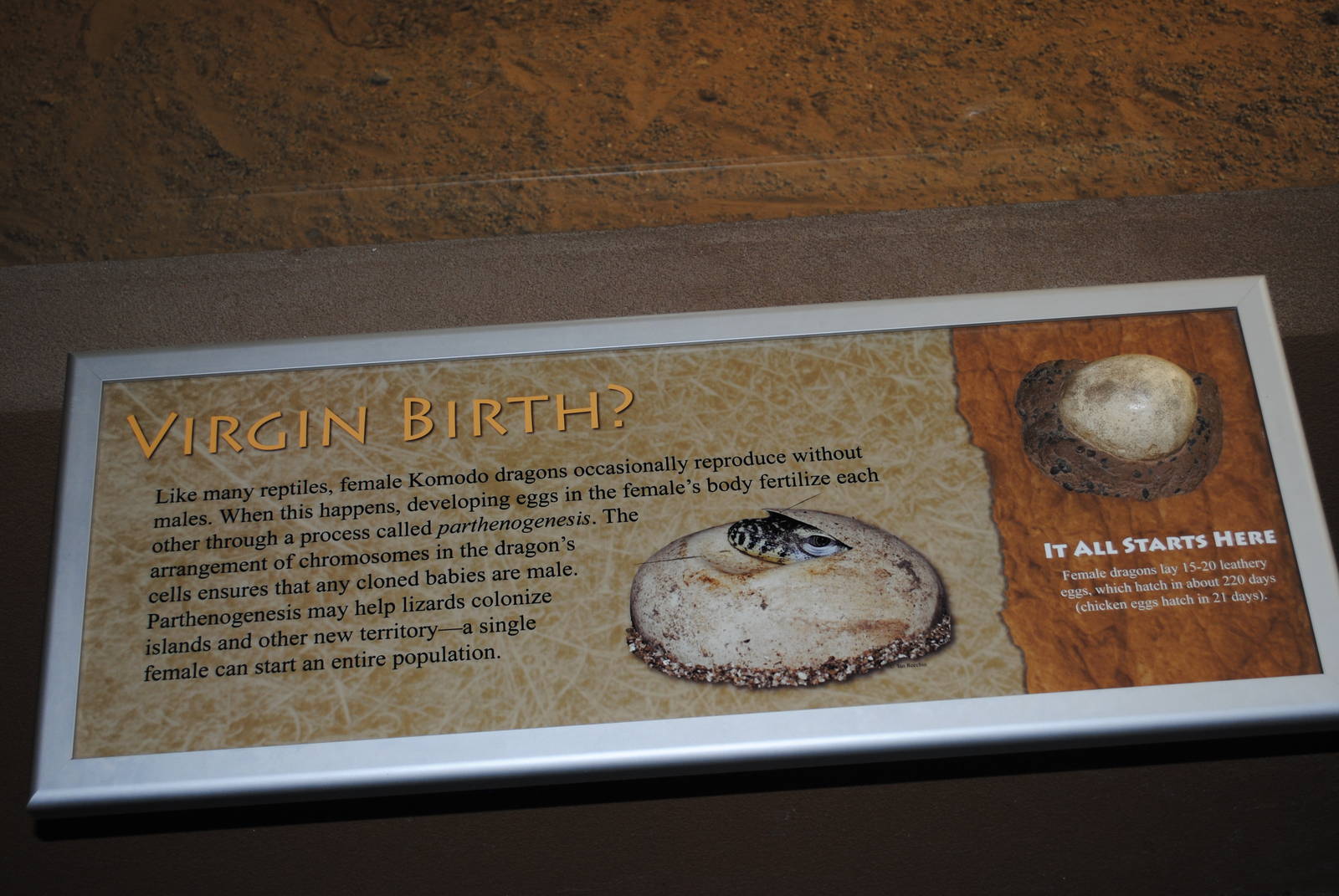 Komodo Dragons Information Stand (Island Giants)