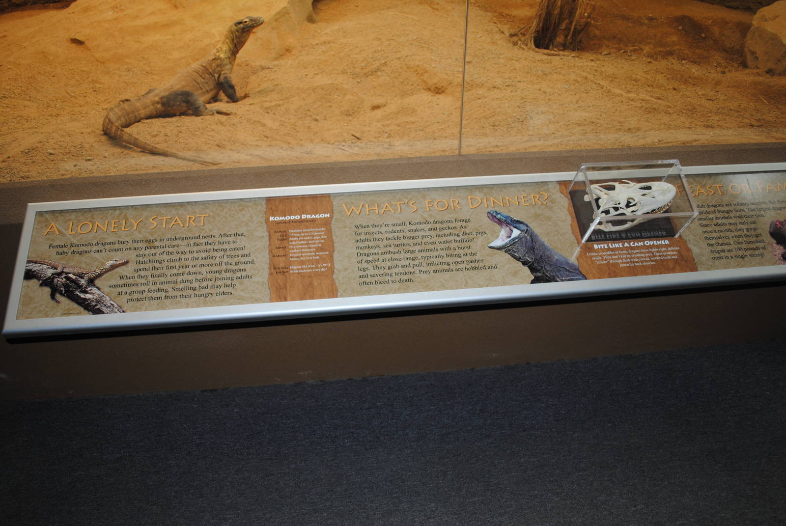 Komodo Dragons Information Stand (Island Giants)