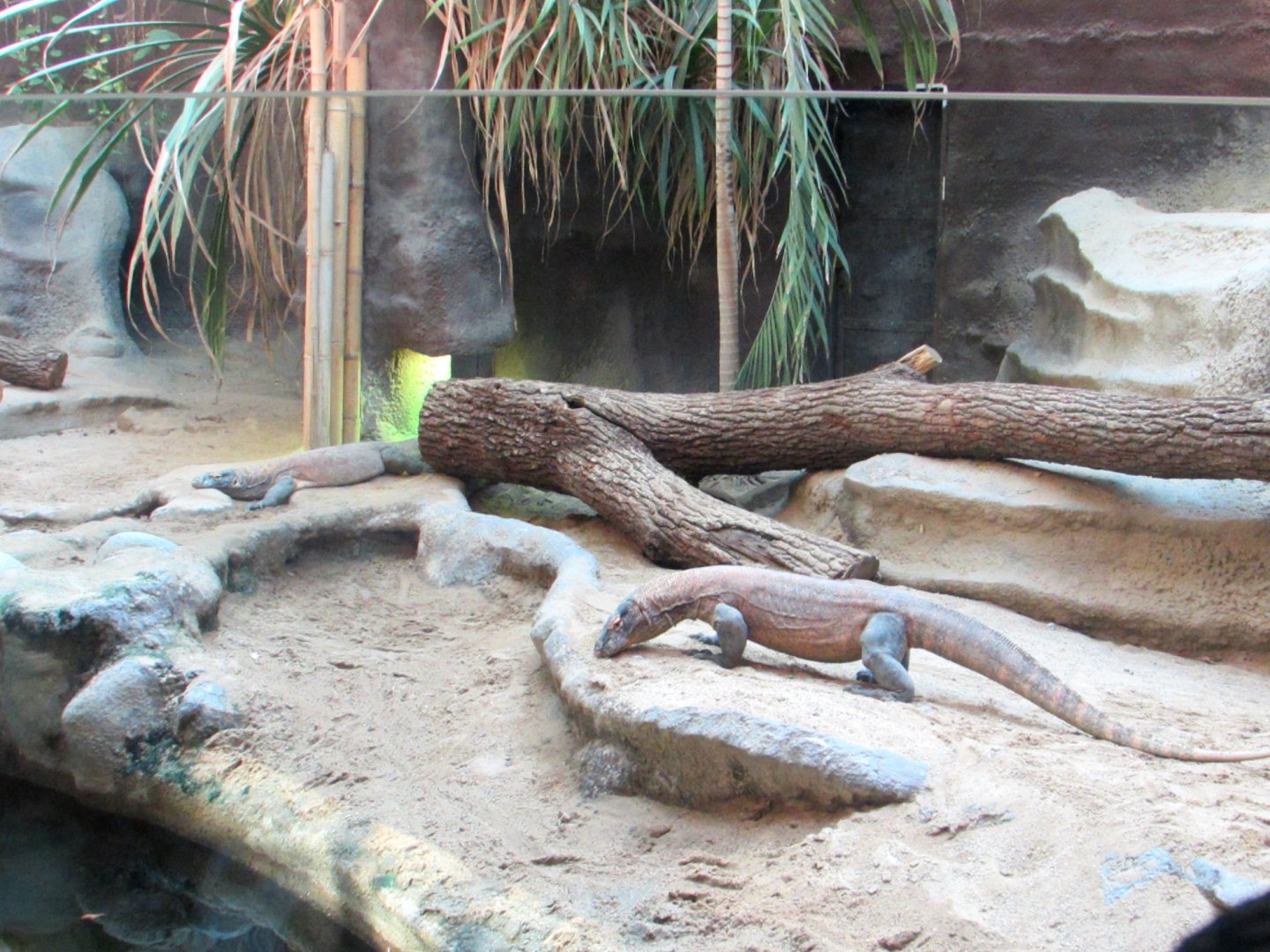 Komodo Dragons - July/2017