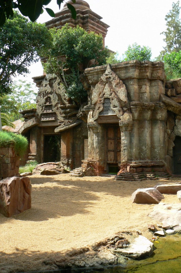 Komodo dragons outdoor exhibit