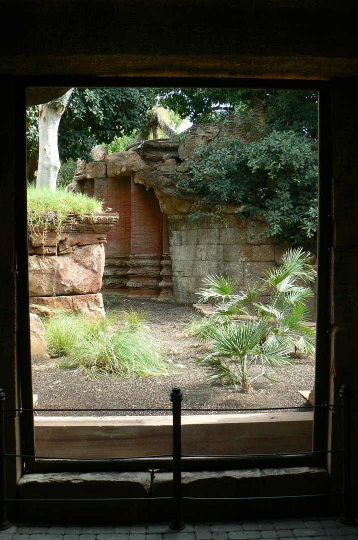 Komodo dragons outdoor exhibit