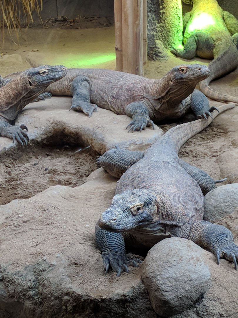 Komodo Dragons Zoo Praha 2018