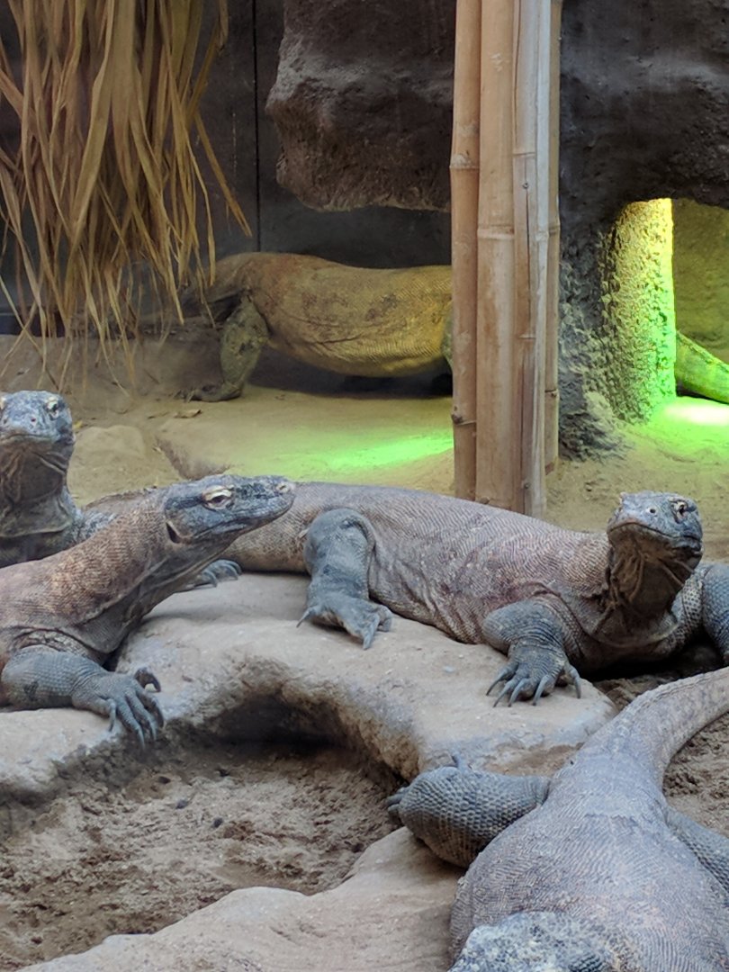 Komodo Dragons Zoo Praha 2018