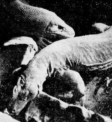 Komodo dragons