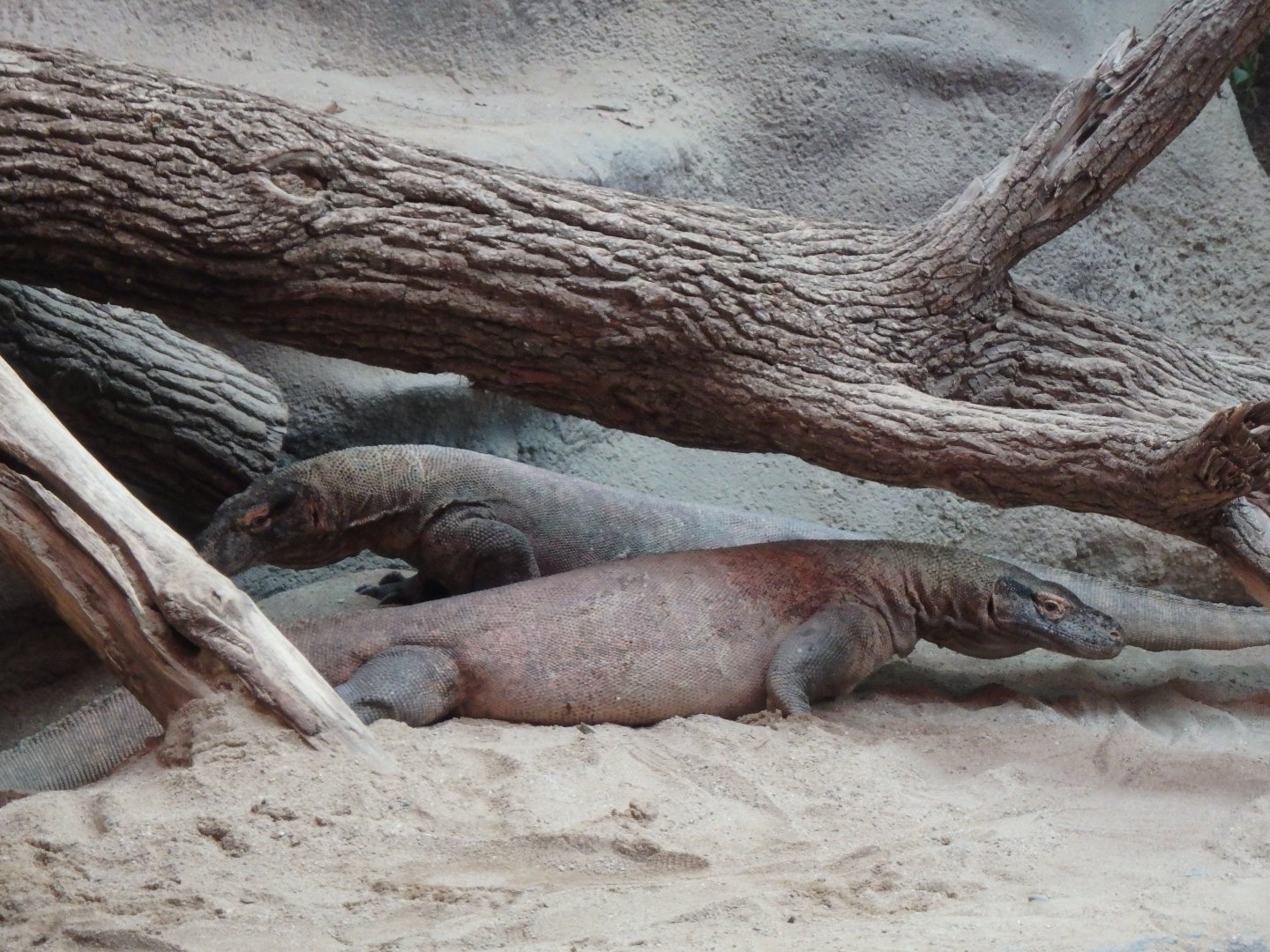 Komodo Dragons