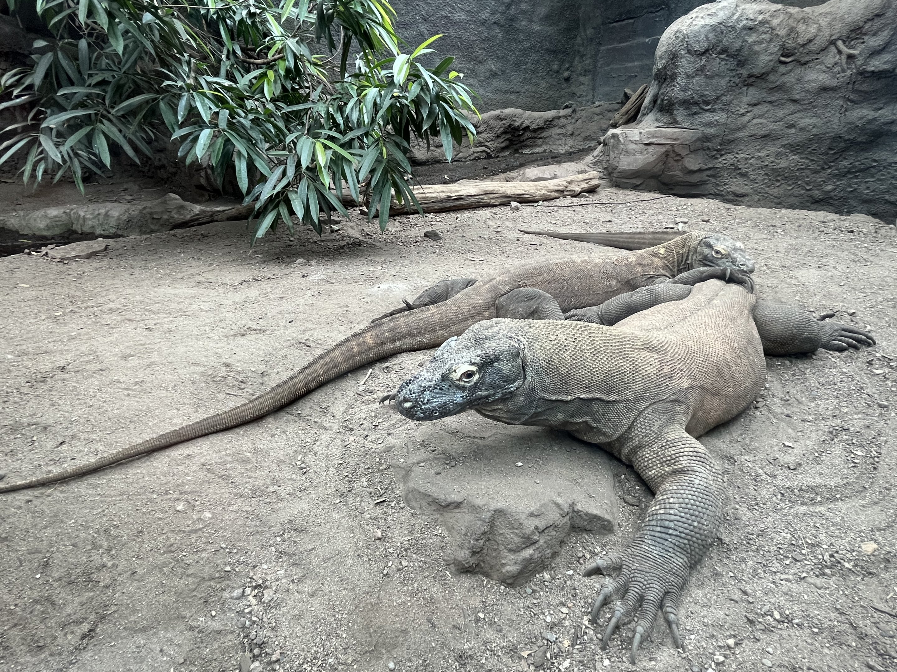 Komodo Dragons