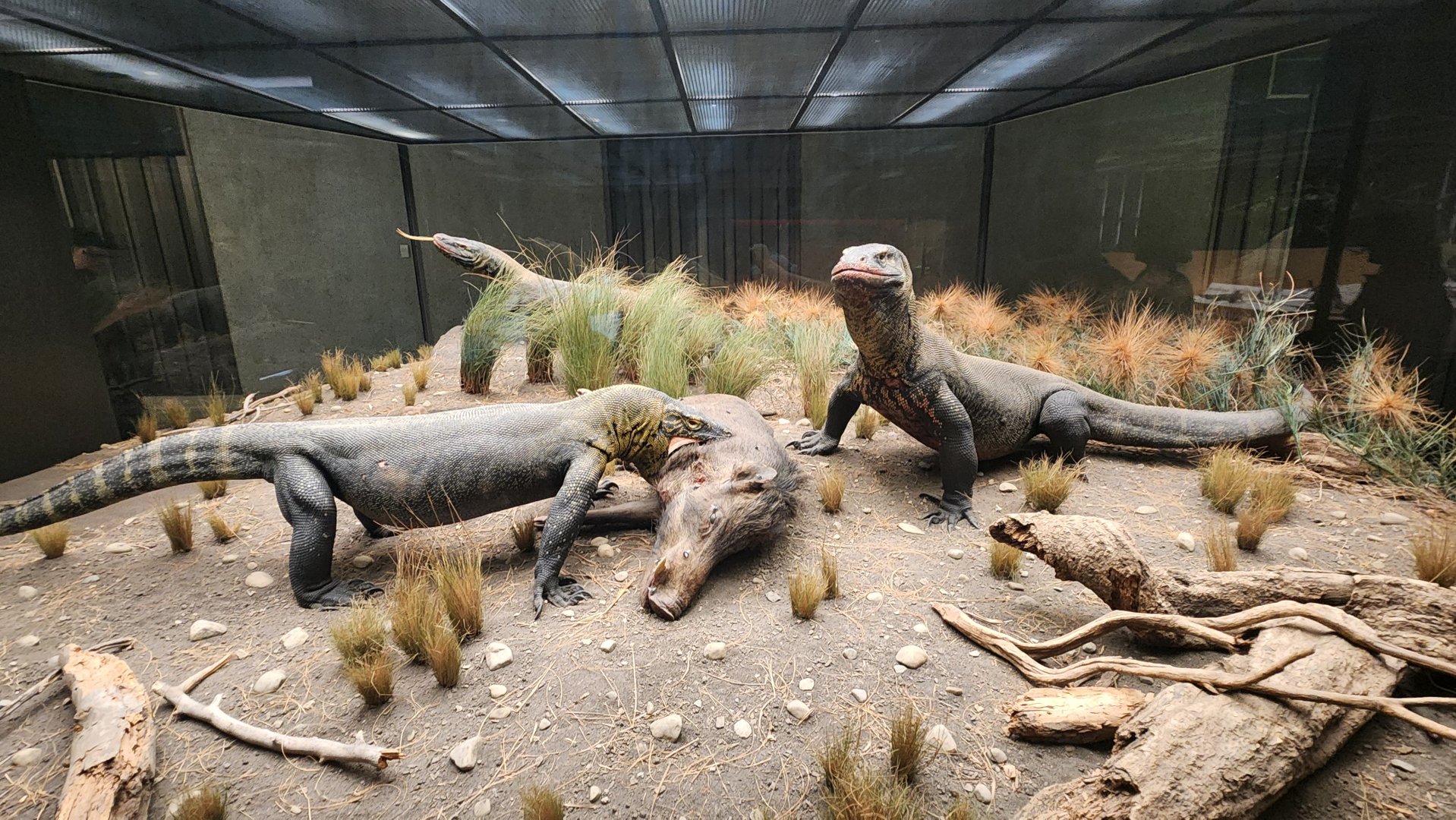 Komodo Dragons