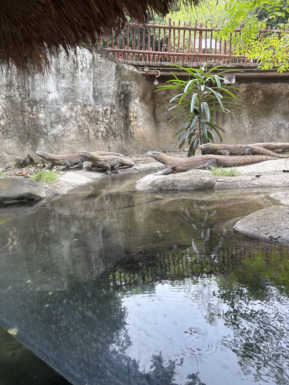 Komodo Dragons