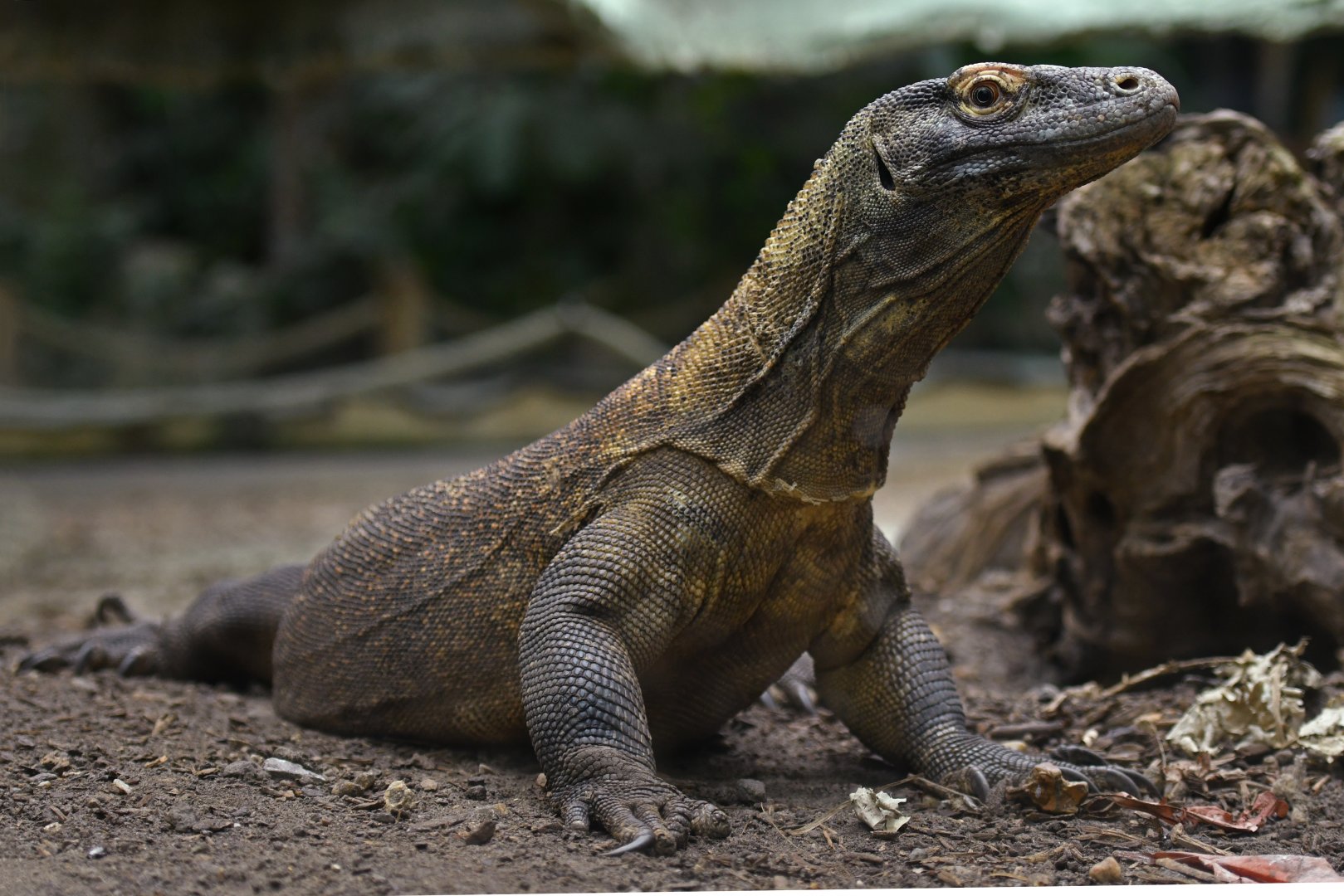 Komodo dragonVaranus komodoensis