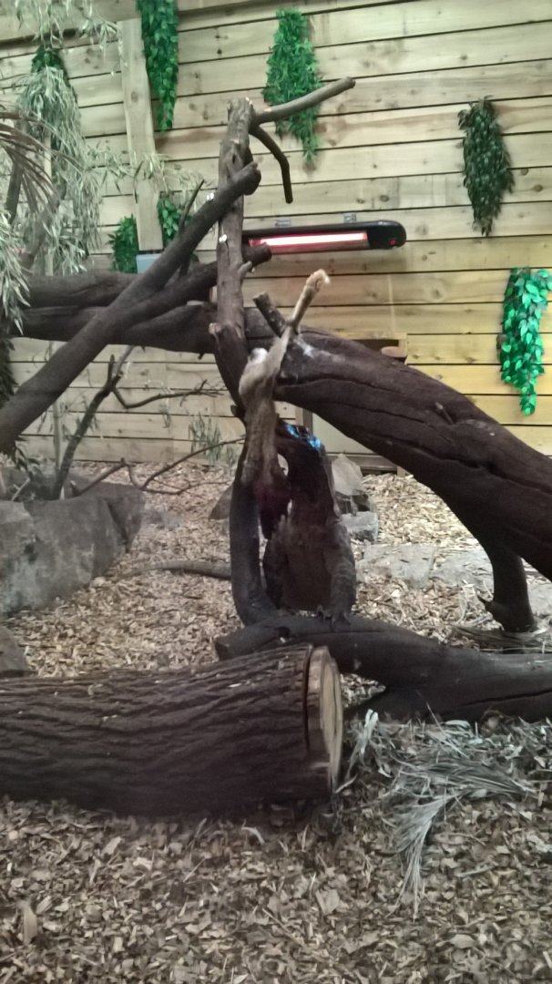 Komodo Feeding 12th January 2019