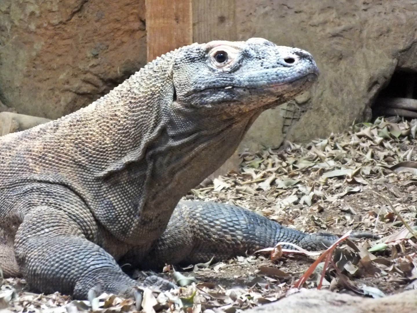 Komodo Island monitor