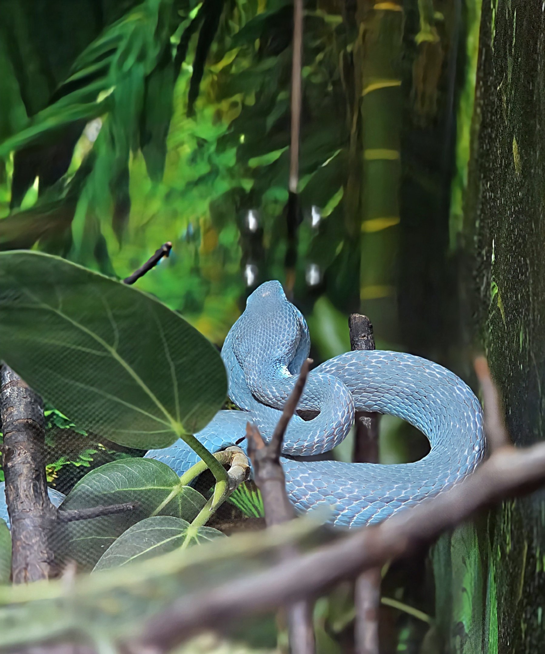 Komodo Island Pit-Viper - Reptile Gardens