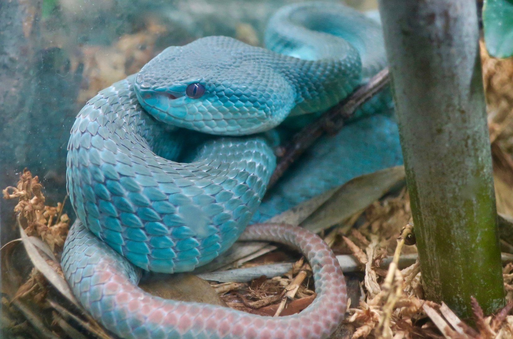 Komodo Island Pit Viper (Trimeresurus insularis)