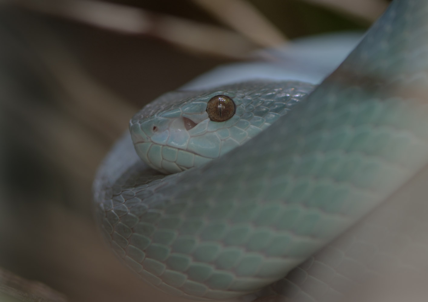 Komodo Island pit viper