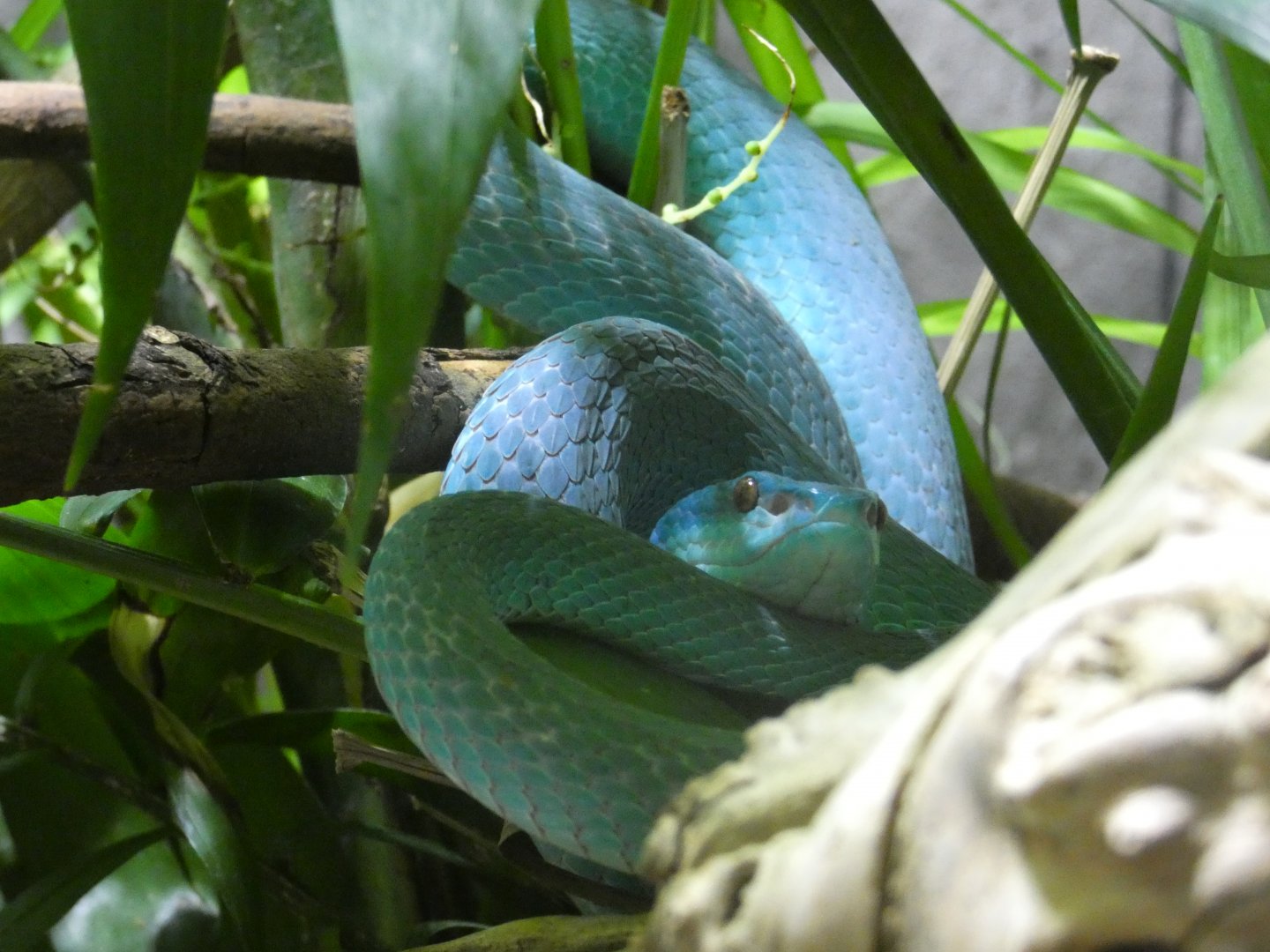 Komodo Island pit viper