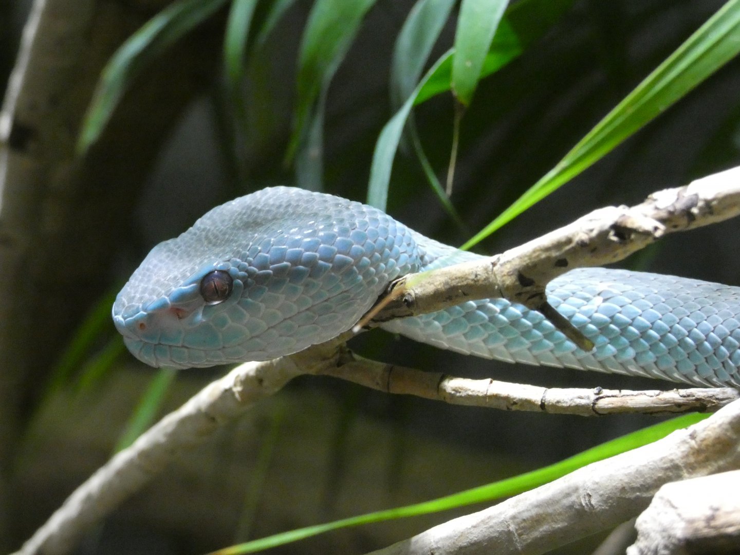 Komodo island pit viper