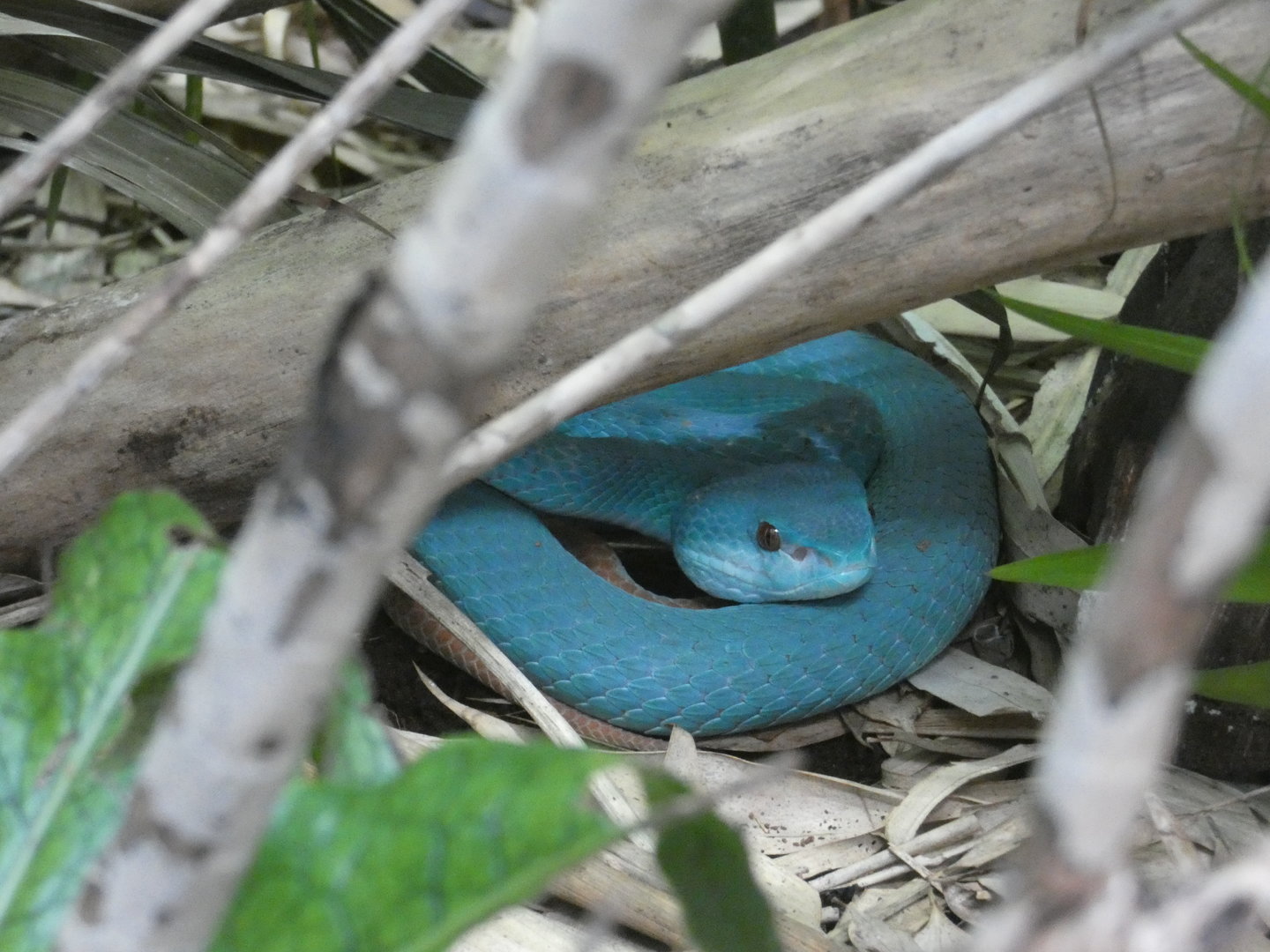Komodo Island pit viper