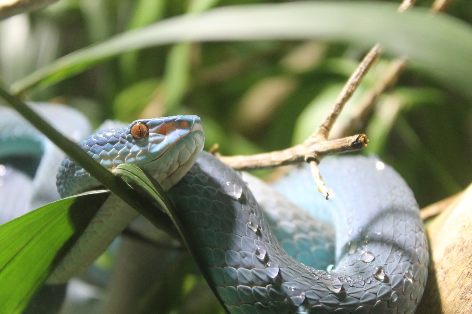 Komodo Island pit viper