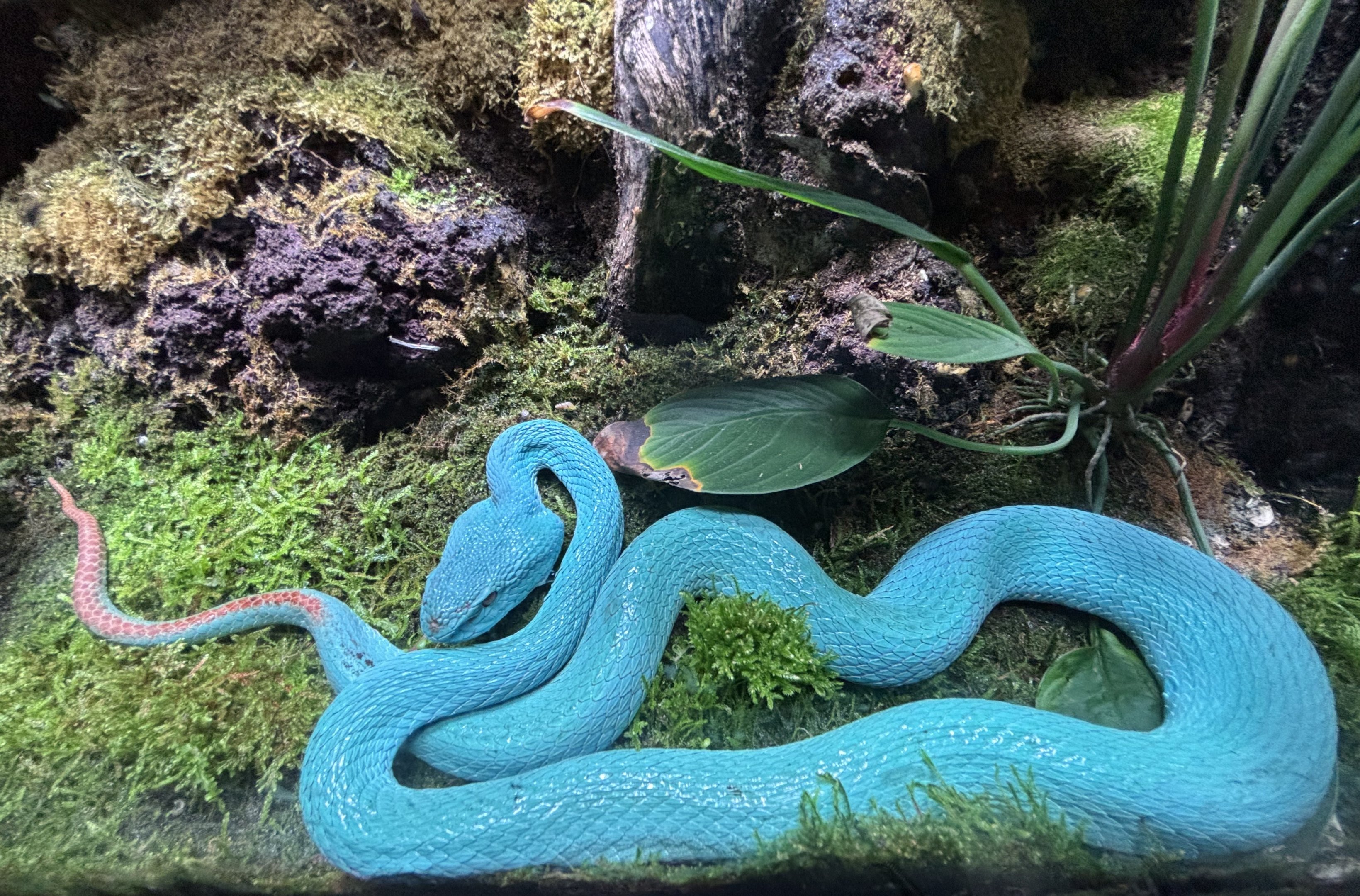 Komodo Island Pit Viper