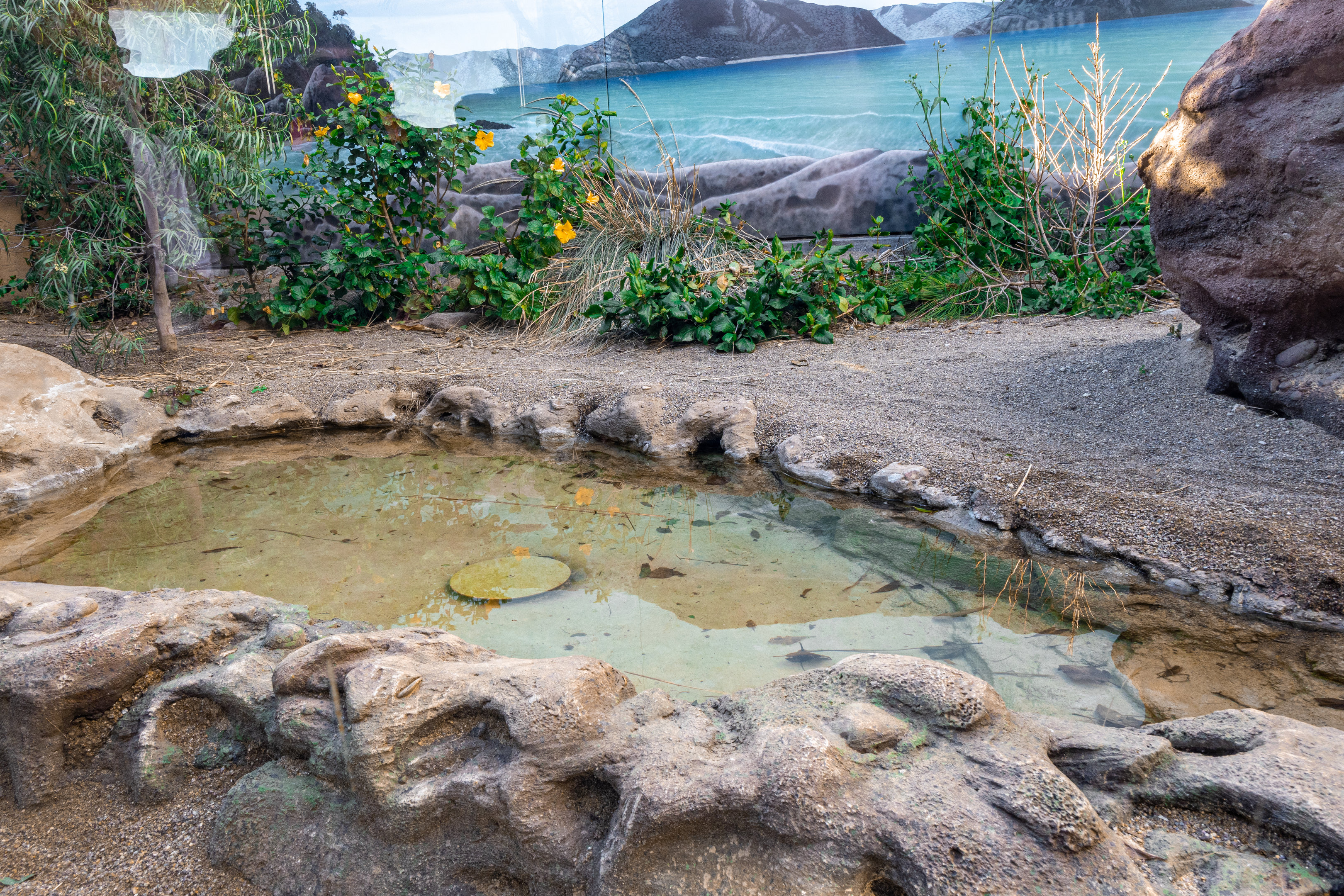 Komodo Kingdom: Beach