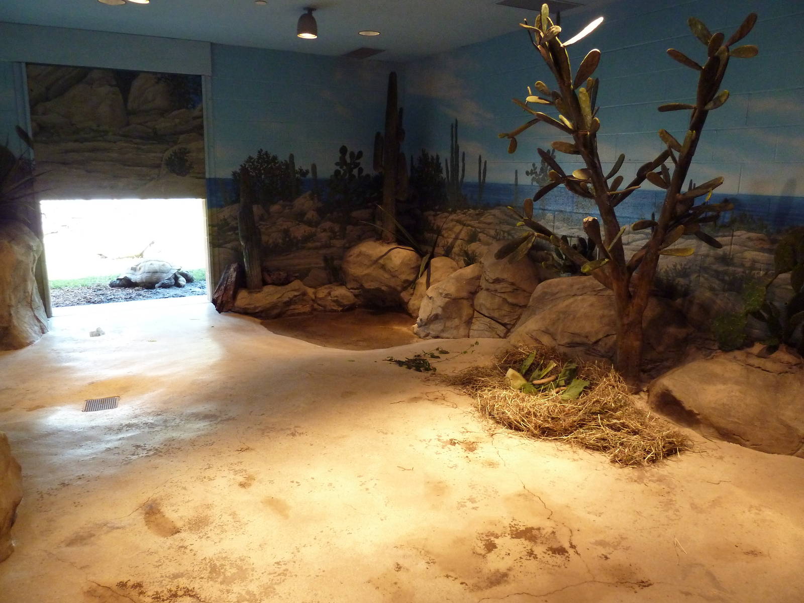 Komodo Kingdom - Galapagos Tortoise Indoor Exhibit