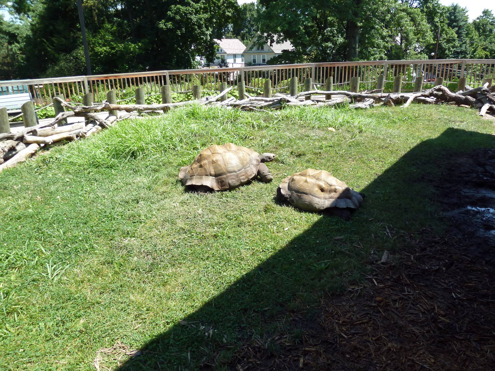 Komodo Kingdom - Galapagos Tortoise Outdoor Exhibit
