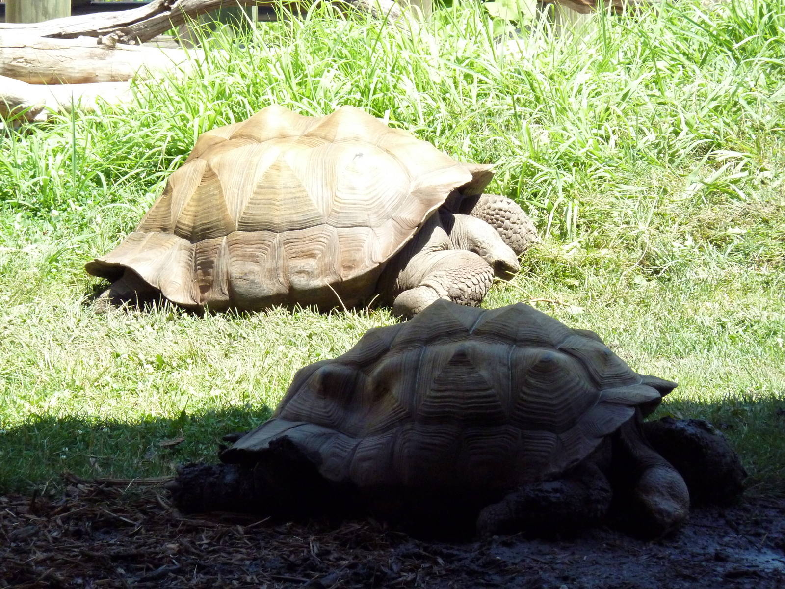 Komodo Kingdom - Galapagos Tortoises