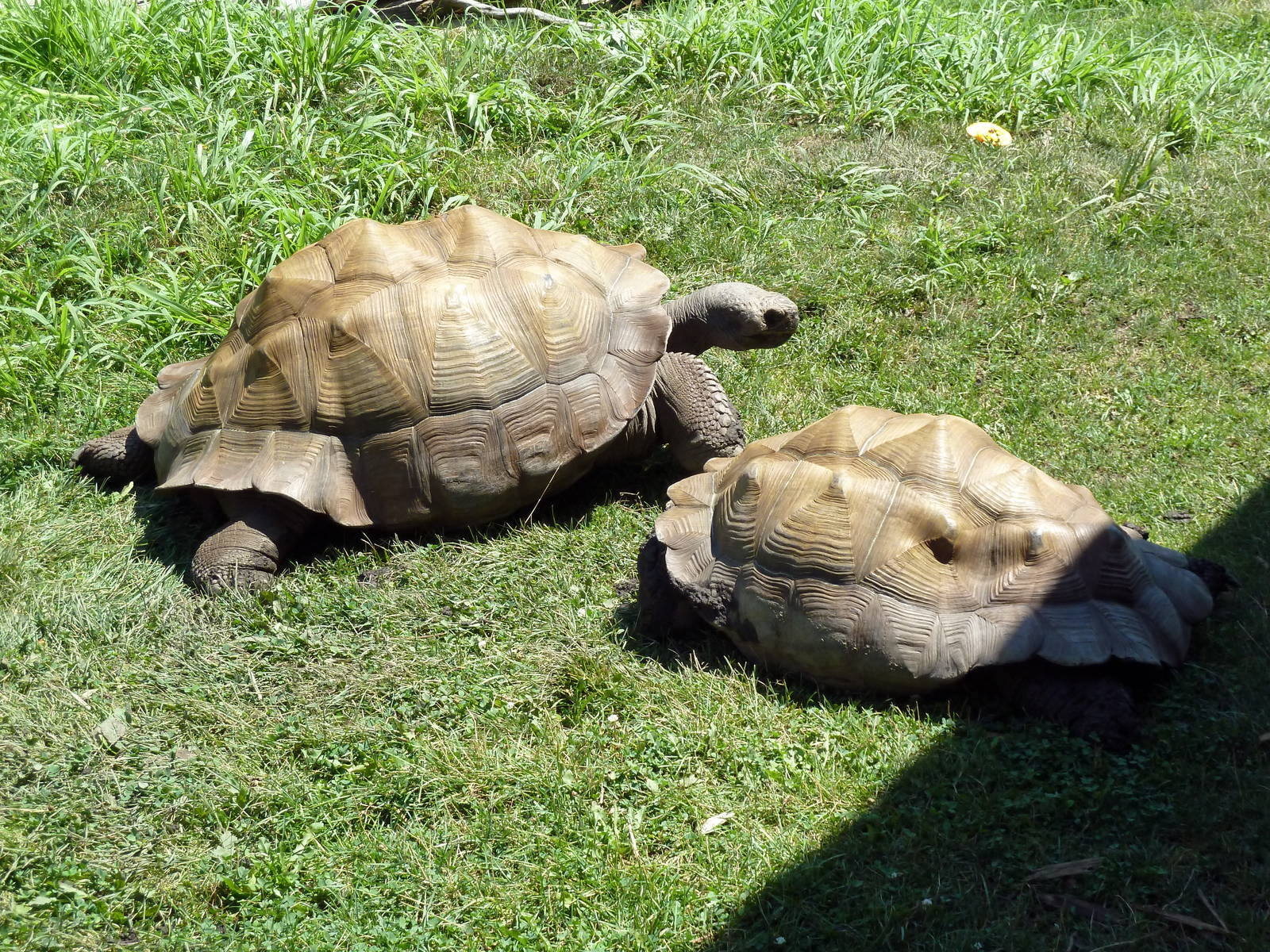 Komodo Kingdom - Galapagos Tortoises