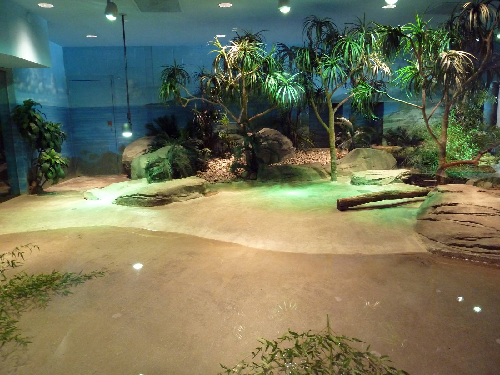 Komodo Kingdom - Komodo Dragon Indoor Exhibit
