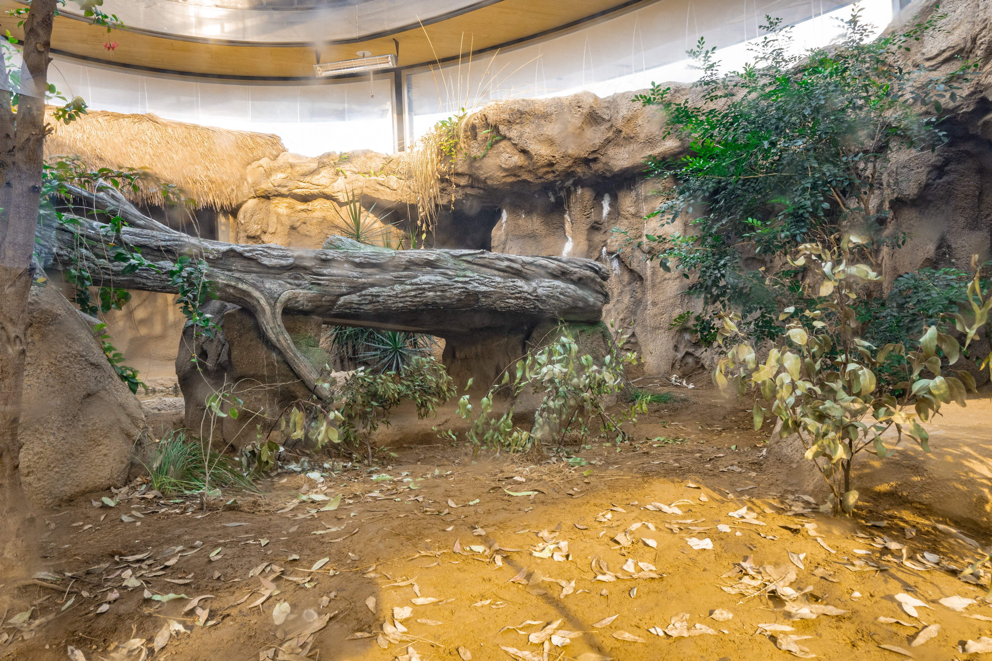 Komodo Kingdom: Woodlands