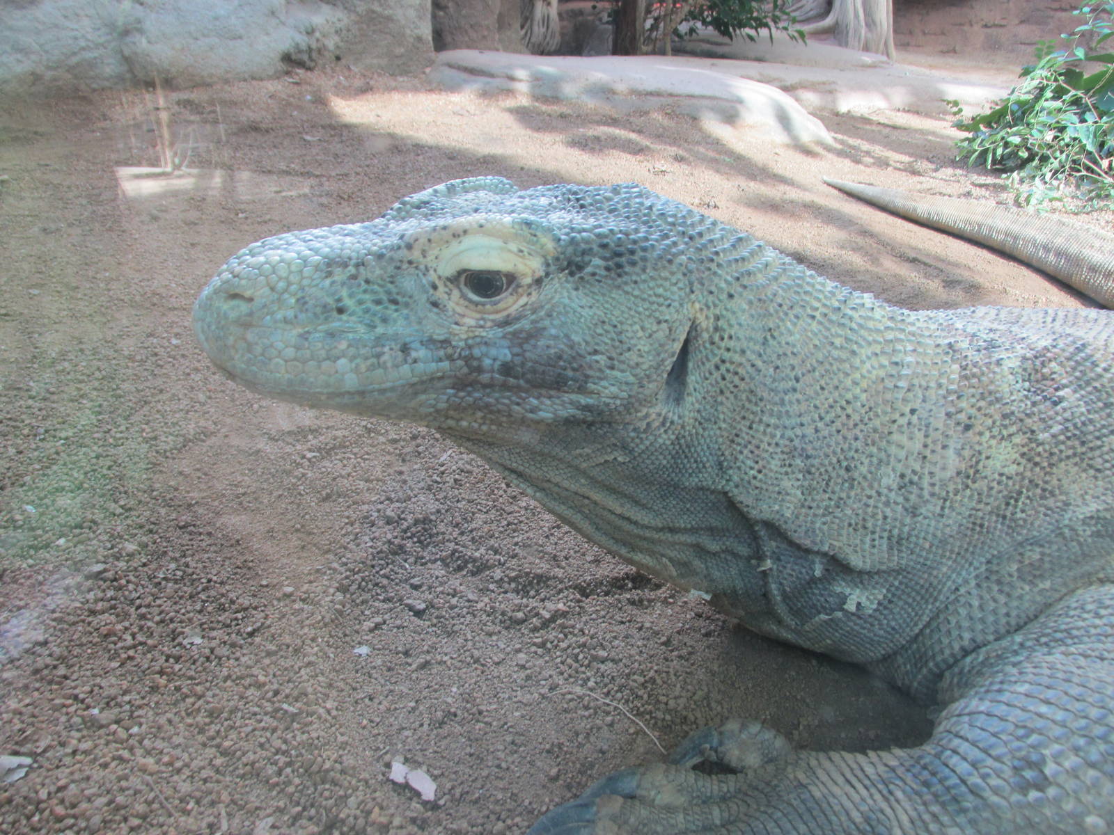 komodo monitor barcelona zoo