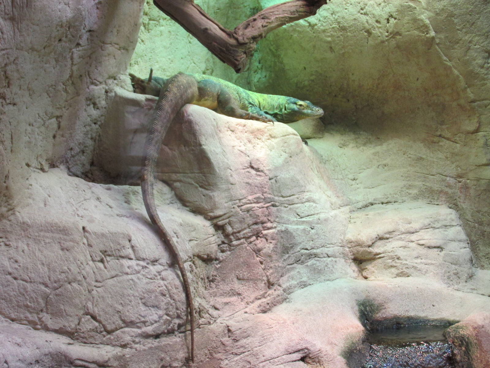 komodo monitor barcelona zoo
