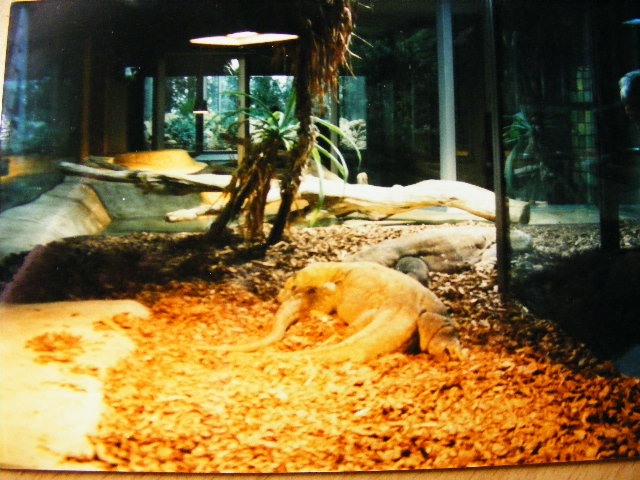komodo monitor enclosure around 1998