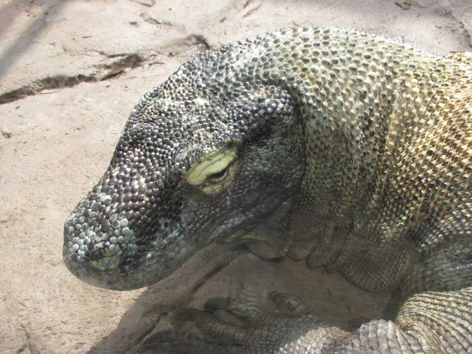 komodo monitor houston zoo