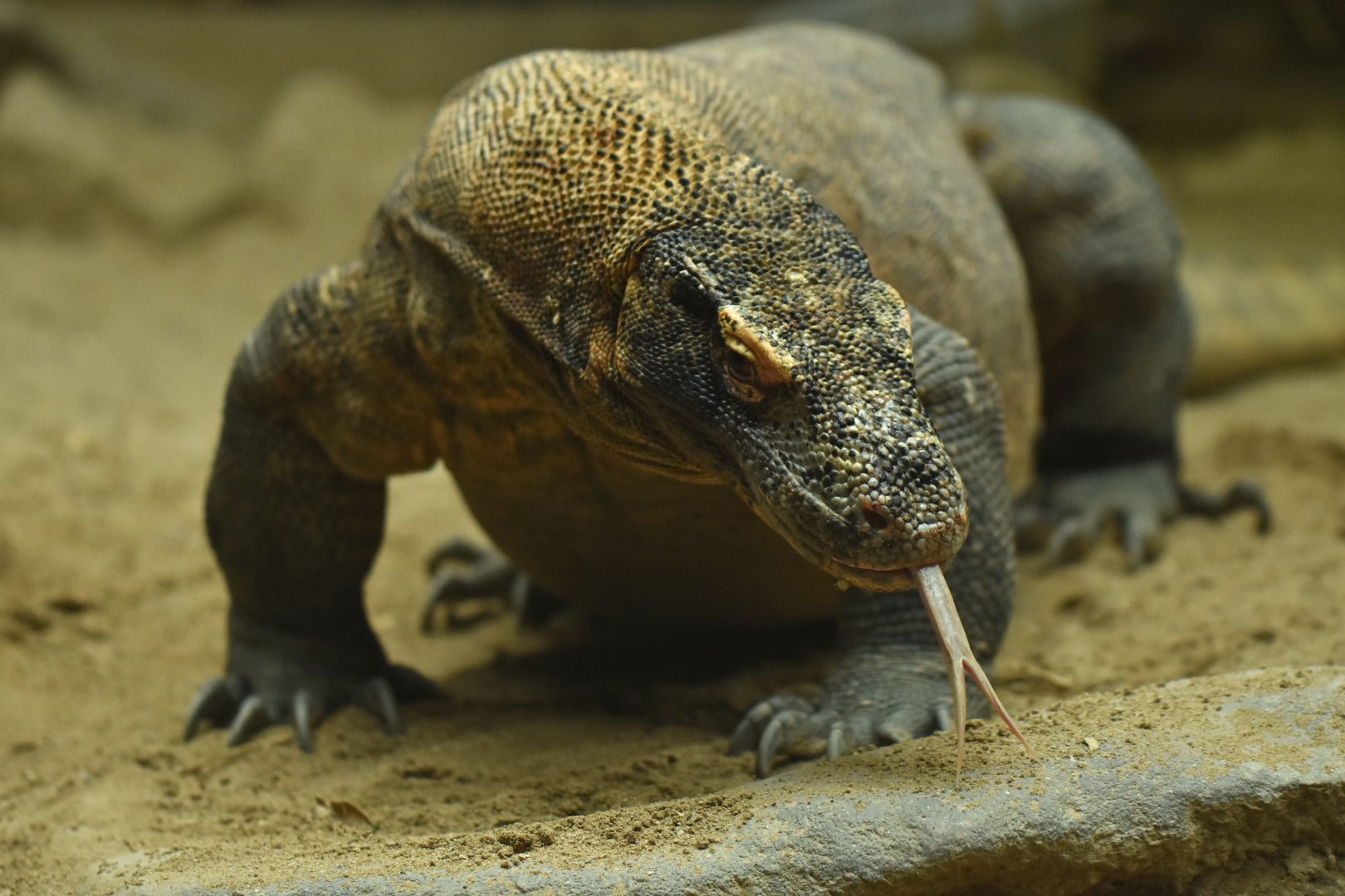 Komodo monitor Varanus komodensis